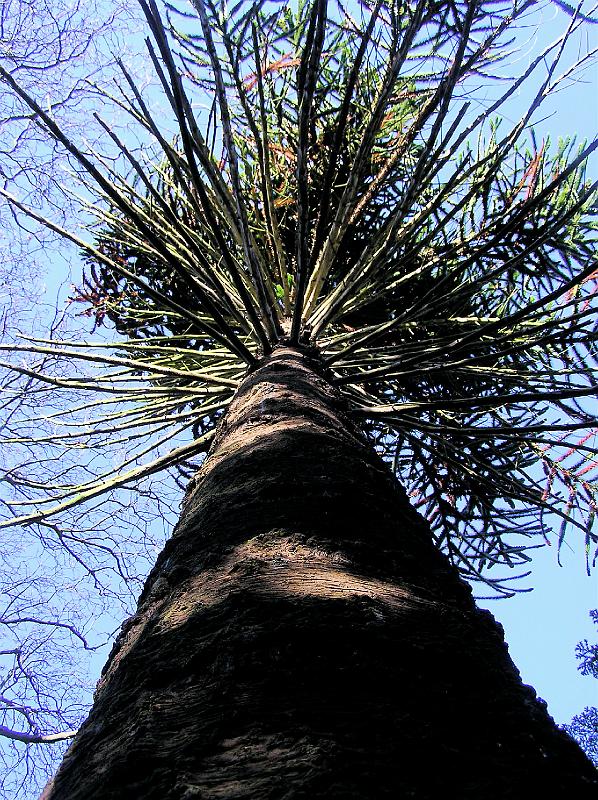 Carberry Monkey Puzzle.JPG